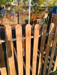 -萌宠亲子动物乐园(槐房万达店)