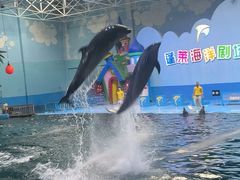 -蓬莱欧乐堡海洋极地世界