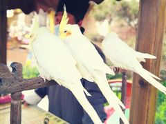 -黄帝千古情