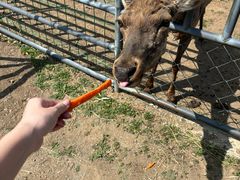 -哈尔滨北方森林动物园