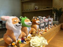 -柴务处·柴犬主题狗咖