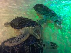 -华夏文旅海洋公园