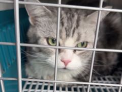 -中农国际动物医院24小时·猫科·骨科·急重症中心