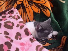 -艾贝尔宠物医院·24H转诊中心·肿瘤猫专科(江宁双龙店)