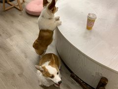 -浣熊柯尔鸭土拨鼠·电玩咖