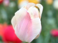 -大宁郁金香公园-停车场