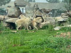 -西霞口神雕山野生动物世界