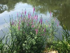 -西湖外事游船(花港观鱼码头)