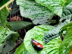-海南热带雨林国家公园吊罗山景区
