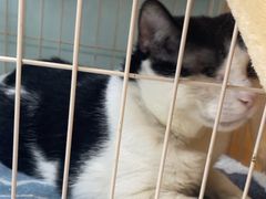 -嘉馨宠物医院·CT影像转诊·心脏科·犬猫全科诊疗中心(下沙大学城院区)