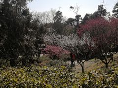 -无锡梅园公园