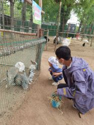 -上美四季动物农场