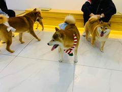 -柴源莊·柴小宠柴犬咖啡