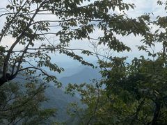 -天目山大树王景区