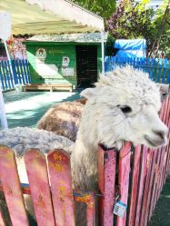 -萌宠亲子动物乐园(槐房万达店)