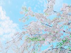 -顾村公园