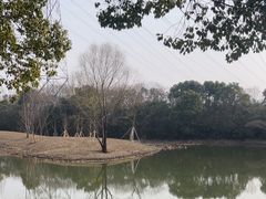 -昆山城市生态森林公园