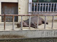 -青藏高原野生动物园
