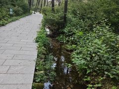 -鲁山国家森林公园