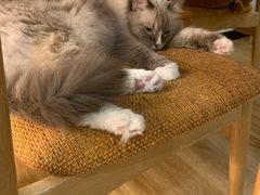 -滚猫咖啡·猫咖·猫友好撸猫(未来城店)