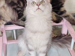 -十年猫舍·猫咪专门店(普陀店)