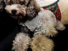 -more than meow吴止猫主题餐厅(承德 中船汇店)