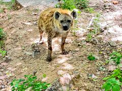 -大连森林动物园