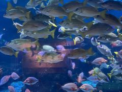 -海合安武汉极地海洋公园