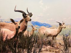 -美国自然历史博物馆