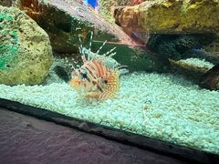 -上海海洋水族馆