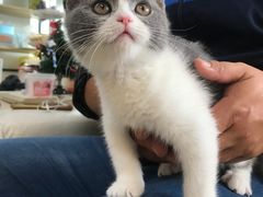 -lincat·猫舍(广州店)