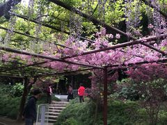 -嘉定紫藤园