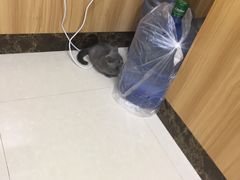 -瑞鹏宠物医院·夜间急症·心超·猫科(祖庙分店)