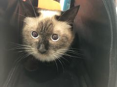 -佳雯宠物医院(金华南路分院)