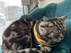 -平行世界·猫咖(首经贸店)