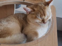 -飞行喵MR PILOT|猫舍·猫咖(静安大融城店)