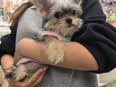 -BABIT巴比特宠物(MOMOPARK店)