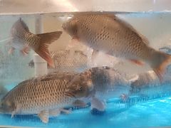-阿庄新豫菜(航海东路店)