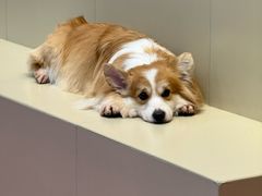 -和它·交个朋友·狗咖猫咖(爱琴海店)