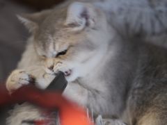 -lincat·猫舍(广州店)