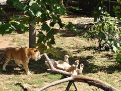 -西霞口神雕山野生动物世界