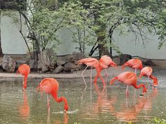 -石家庄市动物园