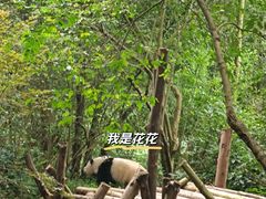 -成都大熊猫繁育研究基地