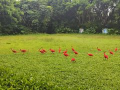 -广州长隆飞鸟乐园