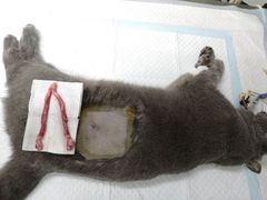 -乐派堂宠物医院·猫友好· 心脏科(东街店)