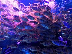 -芜湖新华联大白鲸海洋公园