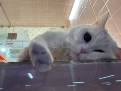 -FAELING PETS美天灵宠物(富力广场店)
