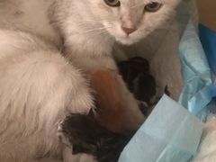 -Meowの猫咖(万家丽店)