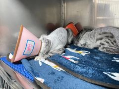 -特一安24小时宠物医院·骨科·中兽医