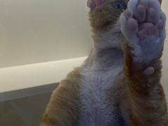 -小猫来了·猫舍(红山六九七九店)